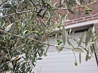 Olijfboom - olea europaea - 50 jaar oud - hoogte ca. 230 cm - afbeelding 6 van  10