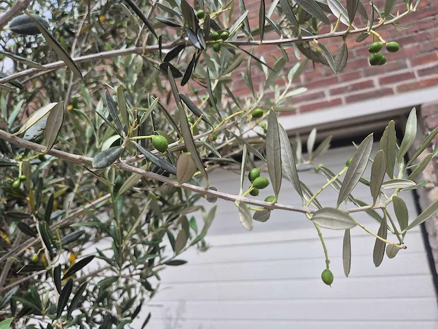 Olijfboom - olea europaea - 50 jaar oud - hoogte ca. 230 cm - afbeelding 7 van  10