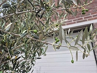 Olijfboom - olea europaea - 50 jaar oud - hoogte ca. 230 cm - afbeelding 7 van  10