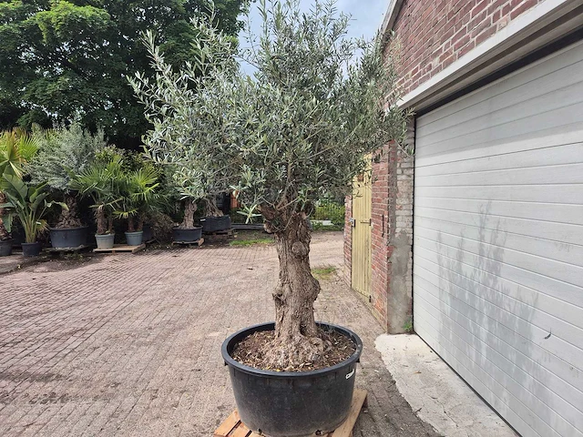 Olijfboom - olea europaea - 50 jaar oud - hoogte ca. 230 cm - afbeelding 8 van  10