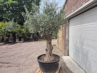 Olijfboom - olea europaea - 50 jaar oud - hoogte ca. 230 cm - afbeelding 8 van  10