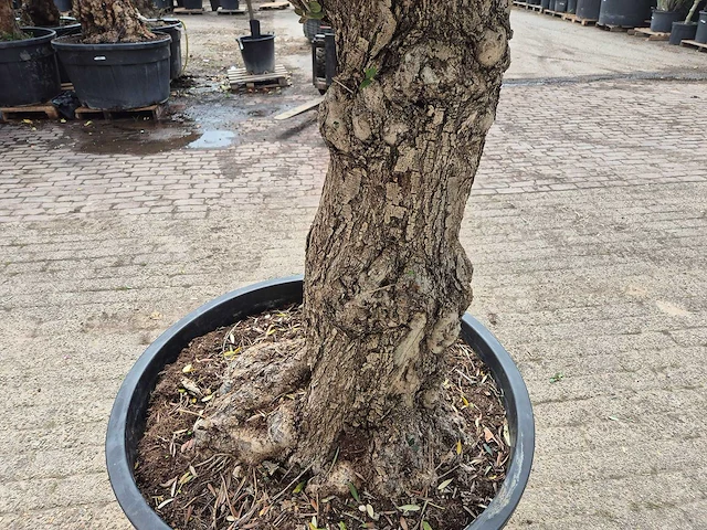 Olijfboom - olea europaea - 50 jaar oud - hoogte ca. 230 cm - afbeelding 9 van  10
