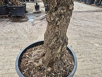 Olijfboom - olea europaea - 50 jaar oud - hoogte ca. 230 cm - afbeelding 9 van  10