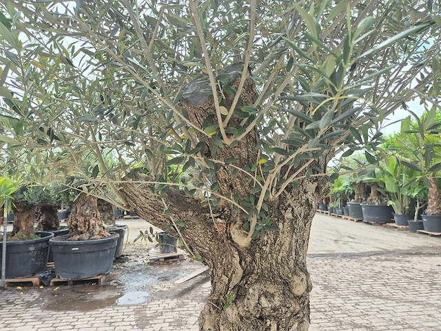 Olijfboom - olea europaea - 50 jaar oud - hoogte ca. 230 cm - afbeelding 10 van  10