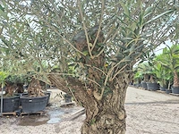 Olijfboom - olea europaea - 50 jaar oud - hoogte ca. 230 cm - afbeelding 10 van  10