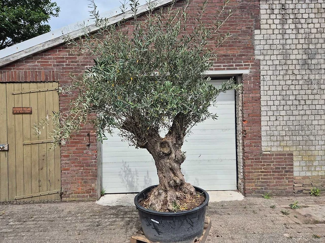 Olijfboom - olea europaea - 50 jaar oud - hoogte ca. 250 cm - afbeelding 1 van  7