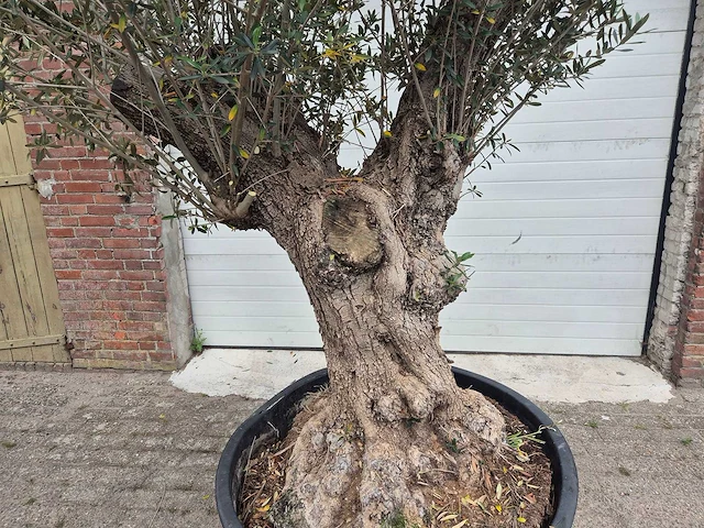 Olijfboom - olea europaea - 50 jaar oud - hoogte ca. 250 cm - afbeelding 2 van  7