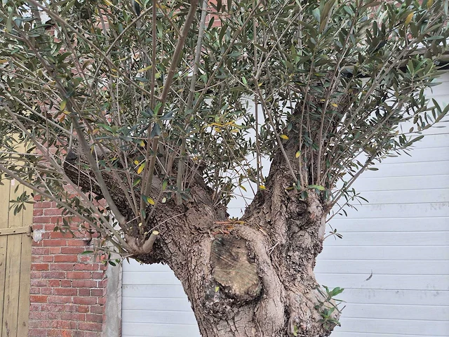 Olijfboom - olea europaea - 50 jaar oud - hoogte ca. 250 cm - afbeelding 3 van  7