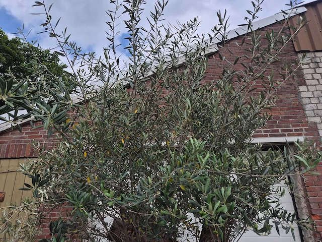 Olijfboom - olea europaea - 50 jaar oud - hoogte ca. 250 cm - afbeelding 4 van  7