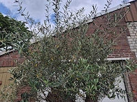 Olijfboom - olea europaea - 50 jaar oud - hoogte ca. 250 cm - afbeelding 4 van  7