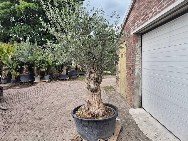 Olijfboom - olea europaea - 50 jaar oud - hoogte ca. 250 cm - afbeelding 5 van  7
