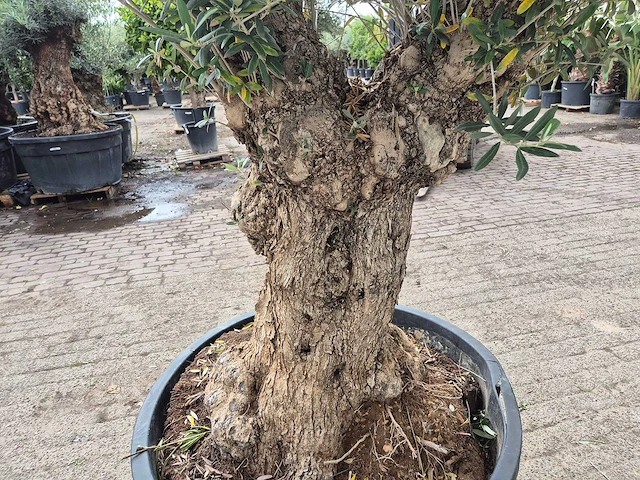 Olijfboom - olea europaea - 50 jaar oud - hoogte ca. 250 cm - afbeelding 6 van  7