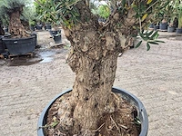 Olijfboom - olea europaea - 50 jaar oud - hoogte ca. 250 cm - afbeelding 6 van  7