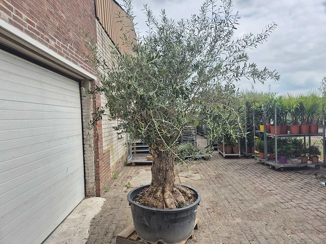 Olijfboom - olea europaea - 50 jaar oud - hoogte ca. 250 cm - afbeelding 7 van  7