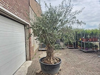 Olijfboom - olea europaea - 50 jaar oud - hoogte ca. 250 cm - afbeelding 7 van  7