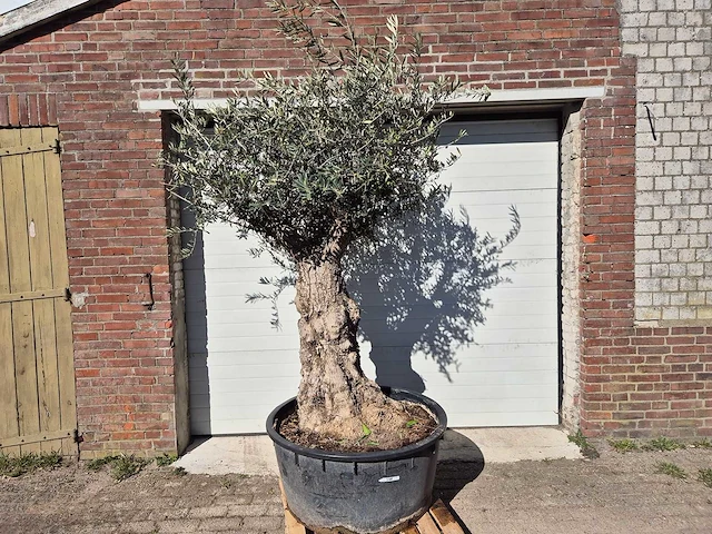 Olijfboom - olea europaea - hoogte ca. 200 cm - afbeelding 1 van  6