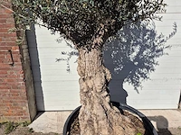 Olijfboom - olea europaea - hoogte ca. 200 cm - afbeelding 2 van  6