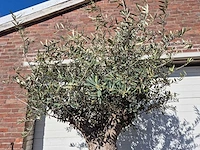 Olijfboom - olea europaea - hoogte ca. 200 cm - afbeelding 3 van  6