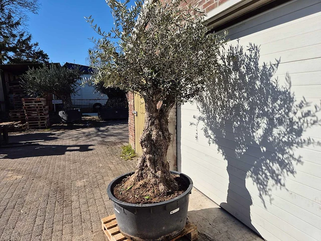 Olijfboom - olea europaea - hoogte ca. 200 cm - afbeelding 4 van  6