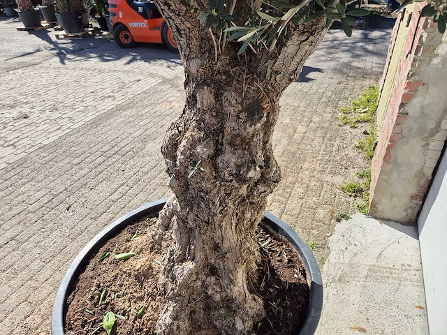 Olijfboom - olea europaea - hoogte ca. 200 cm - afbeelding 5 van  6