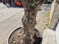 Olijfboom - olea europaea - hoogte ca. 200 cm - afbeelding 5 van  6