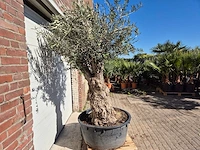 Olijfboom - olea europaea - hoogte ca. 200 cm - afbeelding 6 van  6