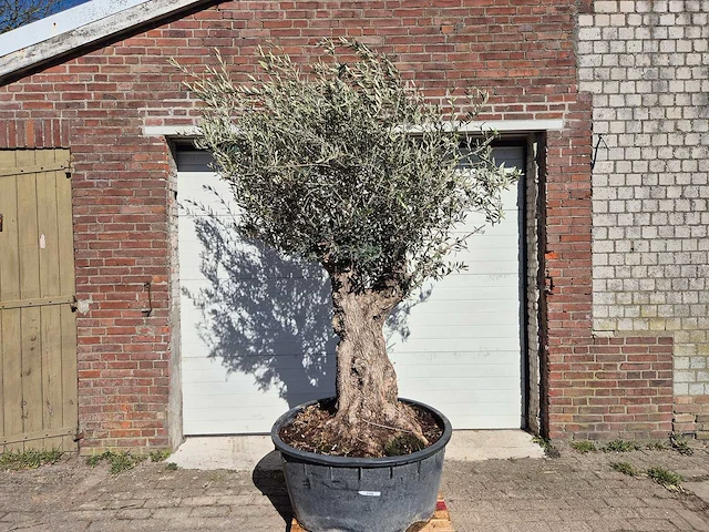 Olijfboom - olea europaea - hoogte ca. 250 cm - afbeelding 1 van  5