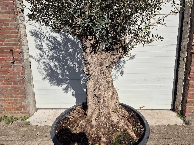 Olijfboom - olea europaea - hoogte ca. 250 cm - afbeelding 2 van  5