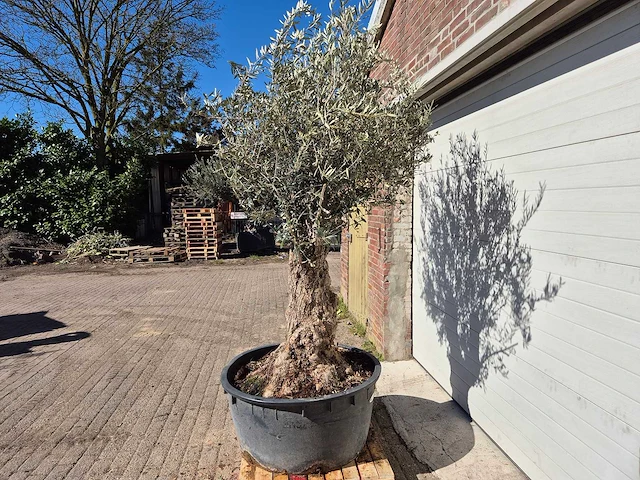 Olijfboom - olea europaea - hoogte ca. 250 cm - afbeelding 3 van  5