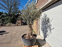 Olijfboom - olea europaea - hoogte ca. 250 cm - afbeelding 3 van  5