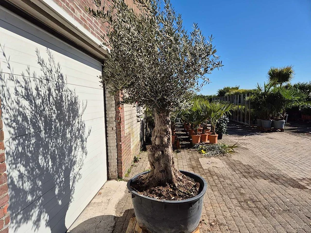 Olijfboom - olea europaea - hoogte ca. 250 cm - afbeelding 4 van  5