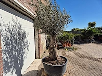 Olijfboom - olea europaea - hoogte ca. 250 cm - afbeelding 4 van  5