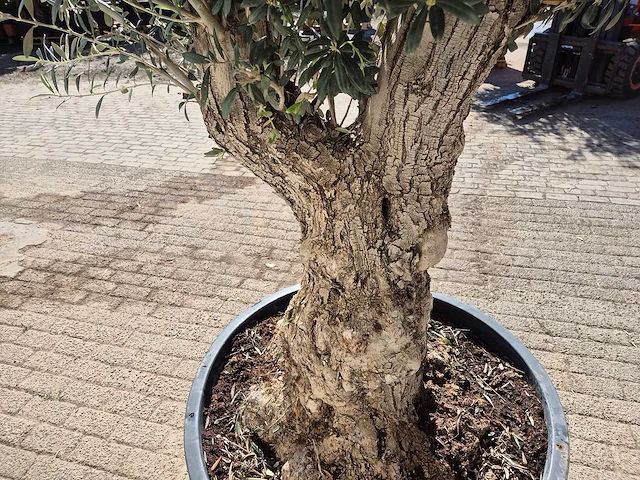 Olijfboom - olea europaea - hoogte ca. 250 cm - afbeelding 5 van  5