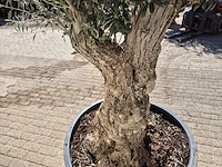 Olijfboom - olea europaea - hoogte ca. 250 cm - afbeelding 5 van  5