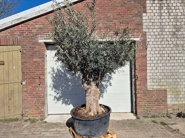 Olijfboom - olea europaea - hoogte ca. 2500 cm - afbeelding 1 van  6