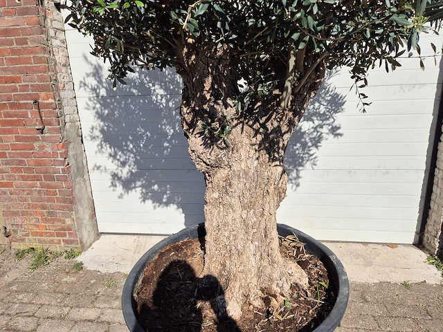 Olijfboom - olea europaea - hoogte ca. 2500 cm - afbeelding 2 van  6