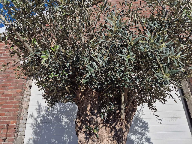 Olijfboom - olea europaea - hoogte ca. 2500 cm - afbeelding 3 van  6
