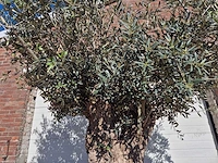 Olijfboom - olea europaea - hoogte ca. 2500 cm - afbeelding 3 van  6
