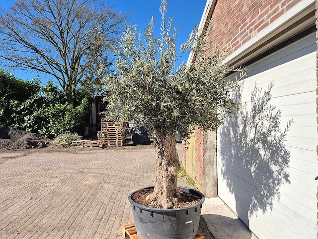 Olijfboom - olea europaea - hoogte ca. 2500 cm - afbeelding 4 van  6