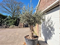 Olijfboom - olea europaea - hoogte ca. 2500 cm - afbeelding 4 van  6