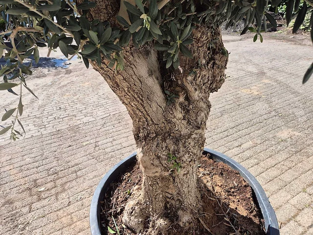 Olijfboom - olea europaea - hoogte ca. 2500 cm - afbeelding 5 van  6