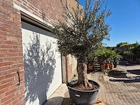 Olijfboom - olea europaea - hoogte ca. 2500 cm - afbeelding 6 van  6