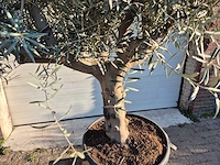 Olijfboom andalucia - olea europaea - hoogte ca. 250 cm - afbeelding 2 van  5
