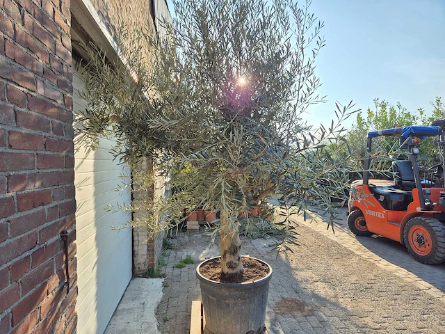 Olijfboom andalucia - olea europaea - hoogte ca. 250 cm - afbeelding 5 van  5