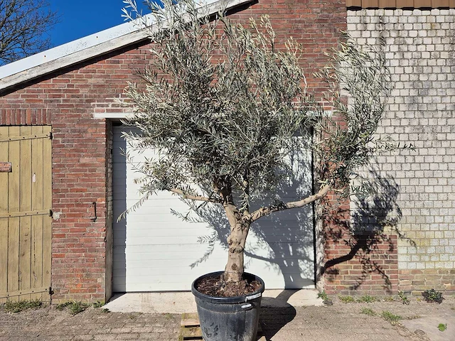 Olijfboom andalucia - olea europaea - hoogte ca. 250 cm - afbeelding 1 van  5