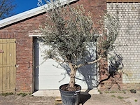 Olijfboom andalucia - olea europaea - hoogte ca. 250 cm - afbeelding 1 van  5