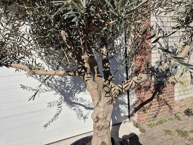 Olijfboom andalucia - olea europaea - hoogte ca. 250 cm - afbeelding 2 van  5