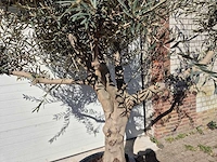 Olijfboom andalucia - olea europaea - hoogte ca. 250 cm - afbeelding 2 van  5