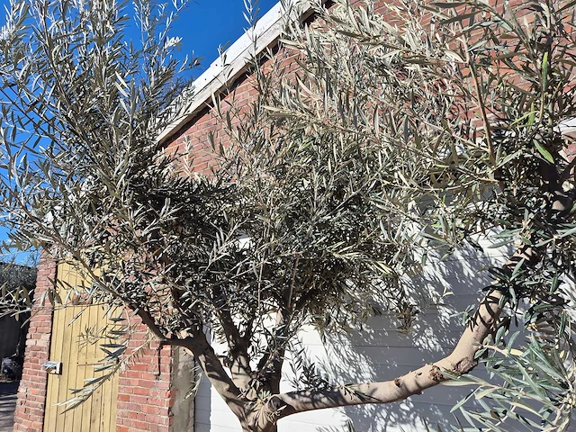 Olijfboom andalucia - olea europaea - hoogte ca. 250 cm - afbeelding 3 van  5