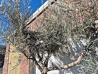 Olijfboom andalucia - olea europaea - hoogte ca. 250 cm - afbeelding 3 van  5